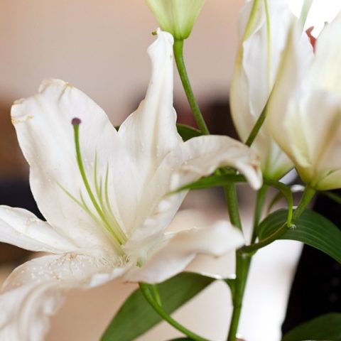 Coffins and caskets Devonport